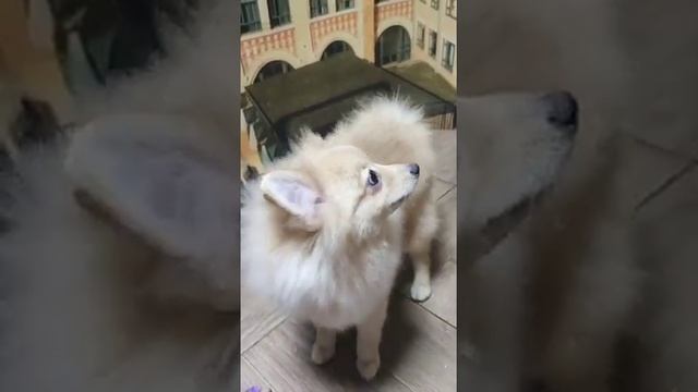 Мальчик Немецкий Шпиц подросток не дорого смотреть онлайн