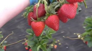 ФЛЕР. Обзор раннего сорта клубники./Урожай 2019 г.