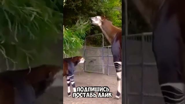 Окапи #shorts смотреть онлайн