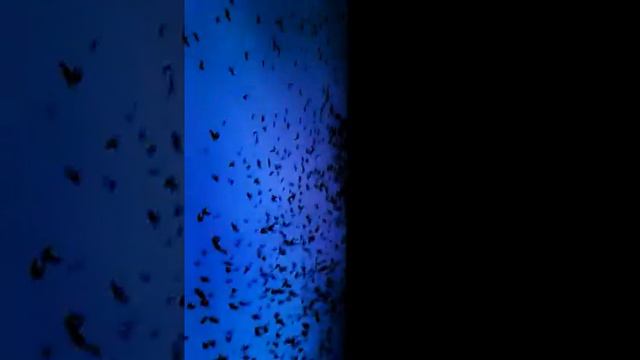 Scary Murder Crows End Times Bad or Good Omen ? смотреть онлайн