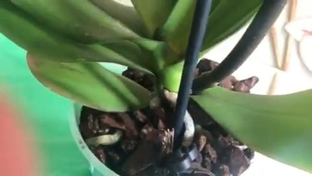 ОРХИДЕИ.HB101!!! ОСТОРОЖНО, МОЙ ОПЫТ, смотреть онлайн