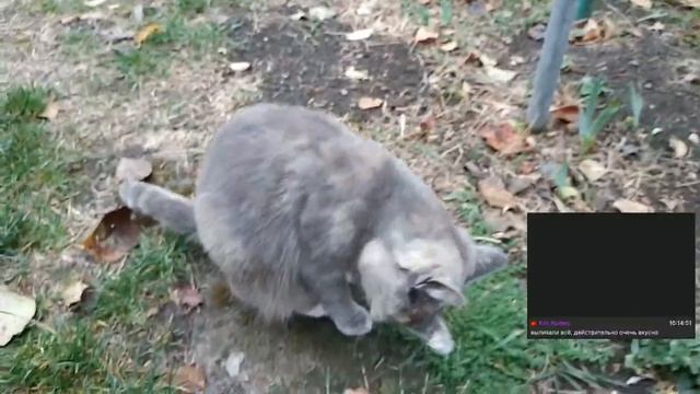 Котики наполняют животики!