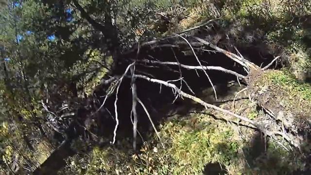 Новички за кедровыми орехами, шишками сбор. Тыва. Тайга. смотреть онлайн