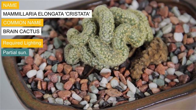 Mammillaria elongata 'cristata' aka Brain Cactus смотреть онлайн