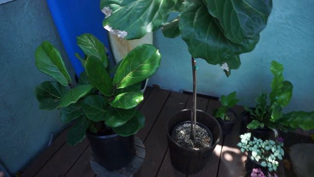 Brown and red spots on a Fiddle Leaf Fig. смотреть онлайн
