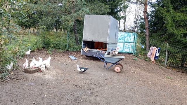 Проводим воду в дом от скважины. Хозяйство подрастает. смотреть онлайн