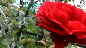 Розы Нахеглут  Вильям Шекспир и др 2020