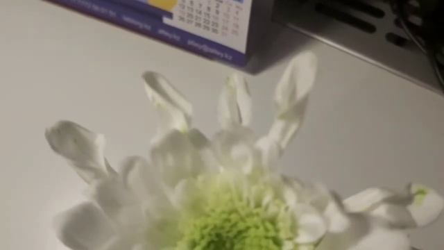 Что будет если поставить цветки в пищевой и химический красители?химия для детей. смотреть онлайн