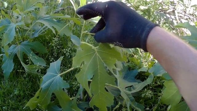 Прищипка инжира