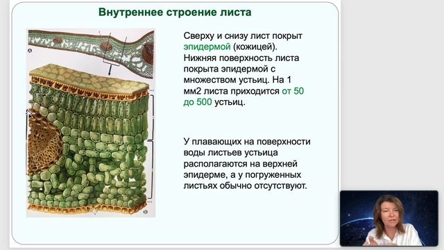 Лист смотреть онлайн