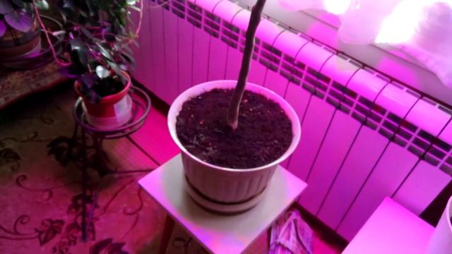 Светодиодная фитолампа Аполло 4 смотреть онлайн