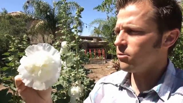 Hollyhock - Market Momnday | Agriscaping смотреть онлайн