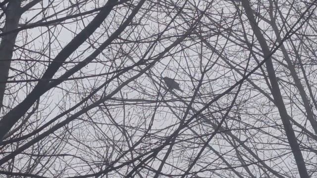 4 февраля ДЕНЬ ТИМОФЕЯ ПОЛУЗИМНИКА . народные приметы и традици смотреть онлайн