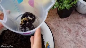 Как сажать клубни бегонии и глоксинии в горшки