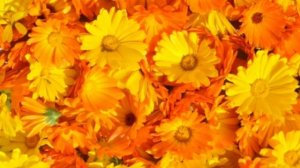 При увеличении селезёнки необходимо: Как лечить увеличенную селезёнку? Лечение селезёнки. Лекарство