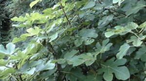 Инжир . Почему на инжире нет фиг? 22