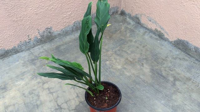 || ALOCASIA LAUTERBACHIANA “PURPLE SWORD” || CARE TIPS ||