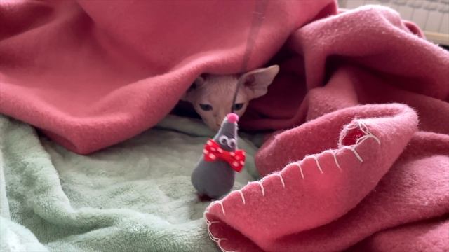 Первые дни вместе. Маленькая собачка Русский Той Терьер и котенок Сфинкс. смотреть онлайн