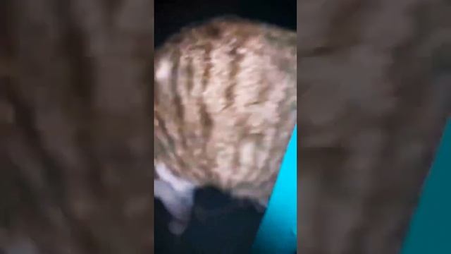 внимание после просмотра видео помойте телефон смотреть онлайн