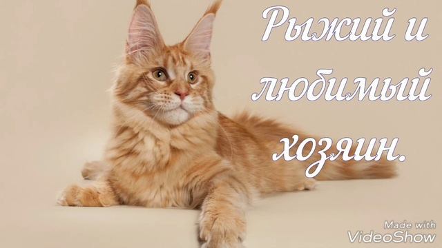 РЫЖИЙ КОТ примета СЧАСТЬЯ смотреть онлайн