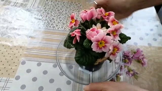 Примула. Подарили, как ухаживать, чтоб обеспечить долгое цветение? Простые принципы ухода. смотреть онлайн