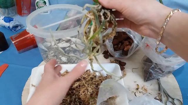 Орхидеи фаленопсис. Азиатские растения. Адаптация, пересадка, уход