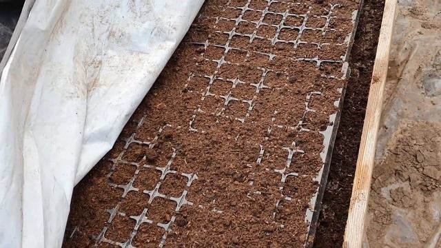 УКРОП! Бизнес на зелени, . Как вырастить ранний и качественный укроп.Делюсь своим опытом. смотреть онлайн