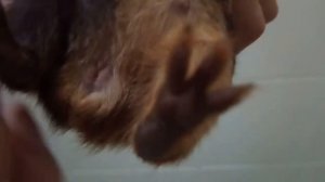 Как определить пол детёныша морской свинки на 100%