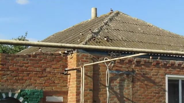 Нашествие розовых скворцов. смотреть онлайн