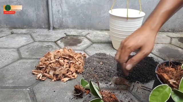Root propagation hoya carnosa variegata tricolor | hoya care planting media-GreenOnGreenTV смотреть онлайн