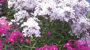 Мои любимые флоксы: видеообзор