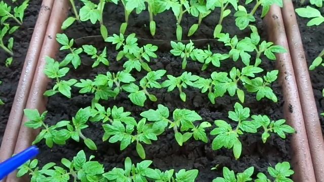 ПОДКОРМКА РАССАДЫ ТОМАТОВ - НУЖНА ЛИ ОНА? Ольга Чернова. смотреть онлайн