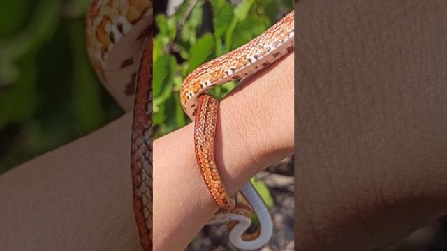 Катриель наконец-то полинял!