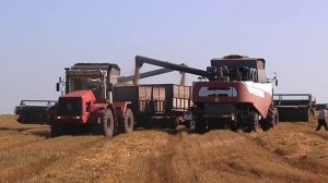 КАК ВЫРАЩИВАЮТ  «ГЕРКУЛЕС»