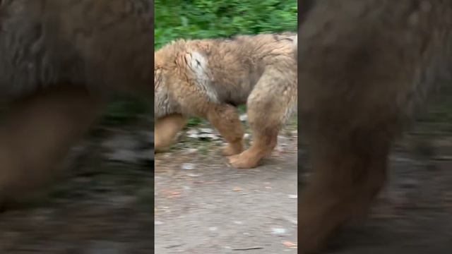 Тибетский мастиф Девочка 4 мес продажа доставка из СПб 89111324532