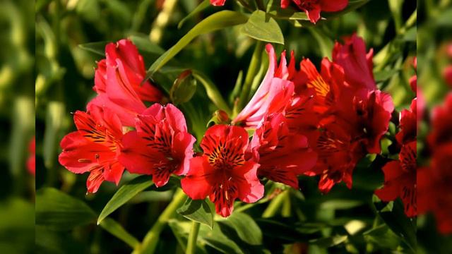 Alstroemeria / Peruvian Lily / Lily Bale смотреть онлайн