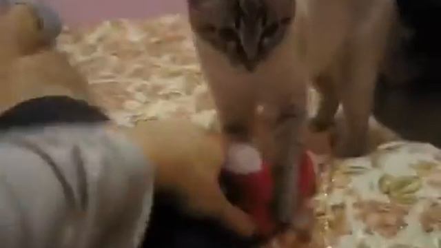 Девушка не замечает парня с прыгающей кошкой смотреть онлайн