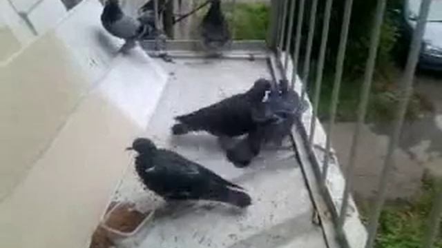 Жадный Голубь