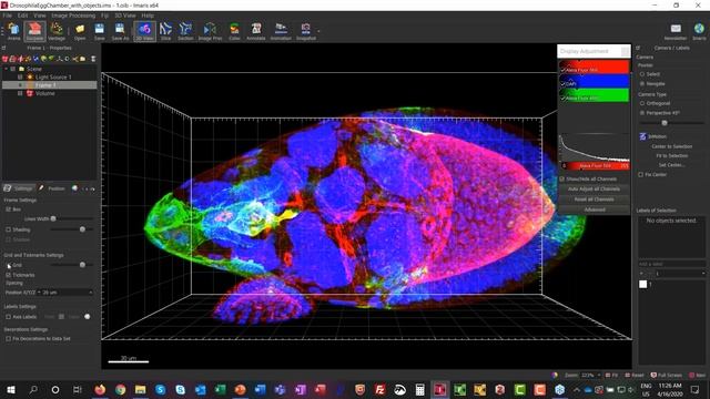Lesson 1 - Importing Data into Imaris And The Basics of Image Visualization смотреть онлайн