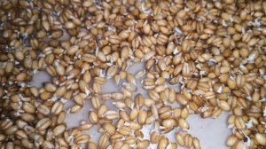 КАК ПРОРАЩИВАТЬ ЗЕРНО ПШЕНИЦЫ БЫСТРО И ПРАВИЛЬНО. ПОЧЕМУ ПОЛЕЗНО ДЛЯ ОРГАНИЗМА. ПП И ЗОЖ.