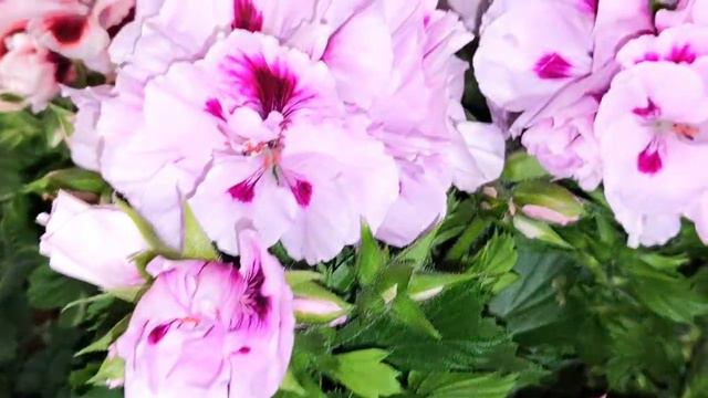Pelargonium Grandiflorum