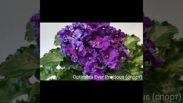 Optimara Ever Rejois, Optimara Ever Precious (спорт), Optimara Ellen.