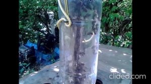 Бутылочное партизанское пчеловодство на даче. С чего начать.