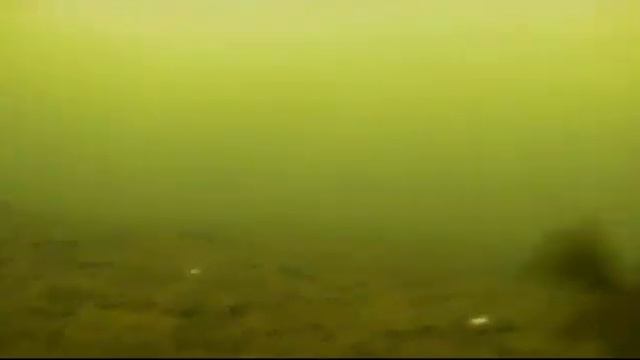 Тест подводной камеры CALYPSO FDV 1110