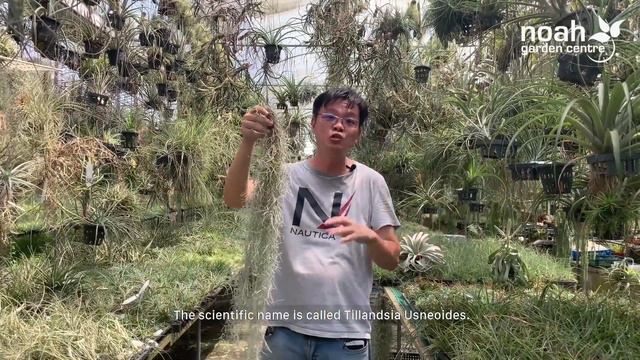 Kevin’s Pick: Top 5 Air Plants смотреть онлайн