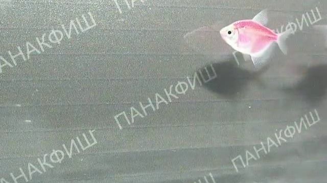 Тернеция карамелька лиловая смотреть онлайн