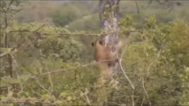 Леопард против Льва на Дереве - Драматическая Борьба За Пищу на Дереве смотреть онлайн