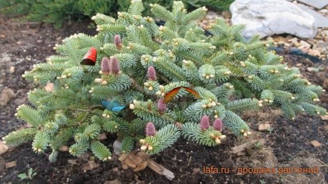 Пихта корейская Блю Эмперор (blue Emperor) ? обзор: как сажать, саженцы пихты Блю Эмперор