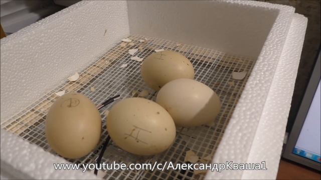 Вывод цыплят в инкубаторе смотреть онлайн