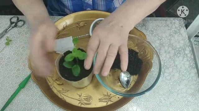 Способы размножения ПЕТУНИИ. смотреть онлайн